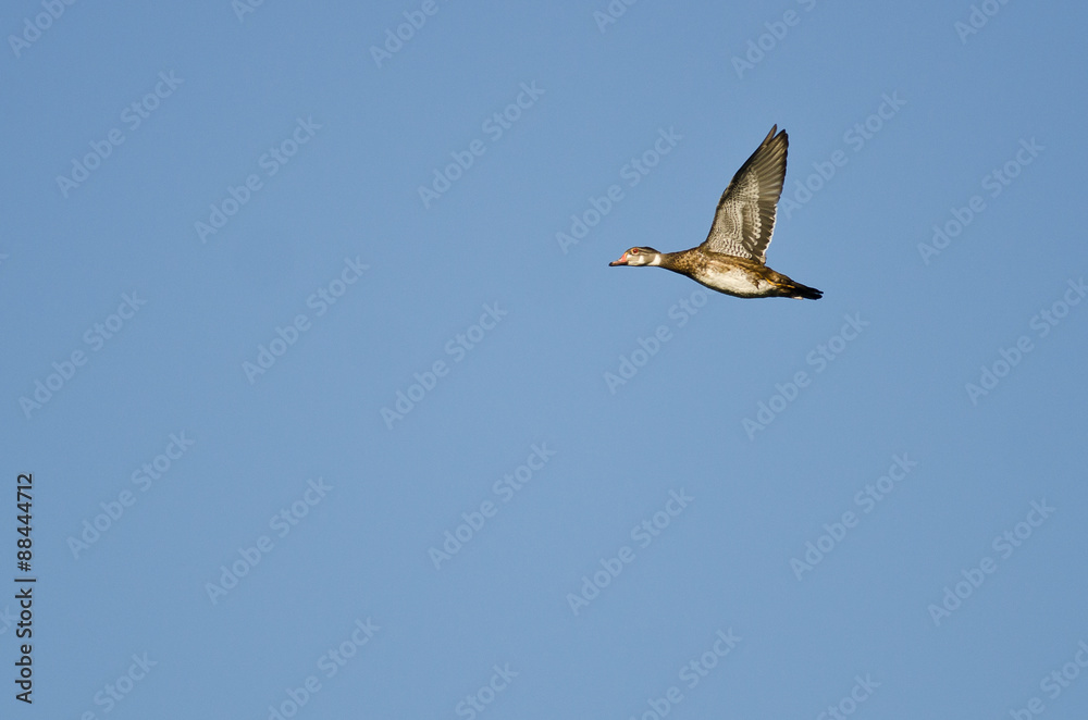 Male Wood Duck With Eclipse Plumage Flying in a Blue Sky Male Wood Duck With Eclipse Plumage Flying in a Blue Sky