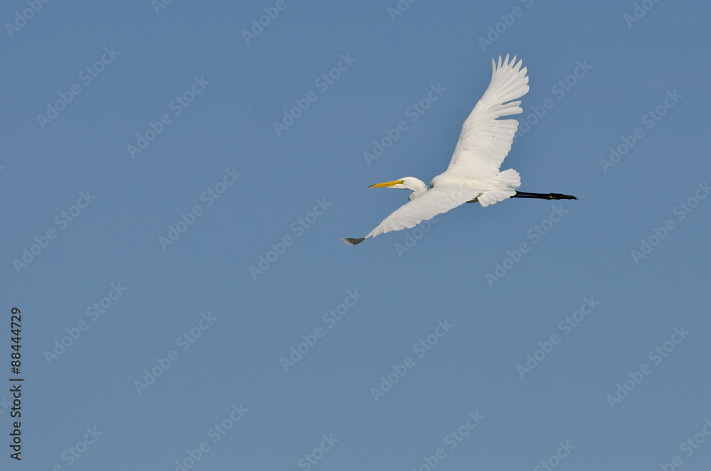 Obraz premium White Great Egret Flying in a Blue Sky