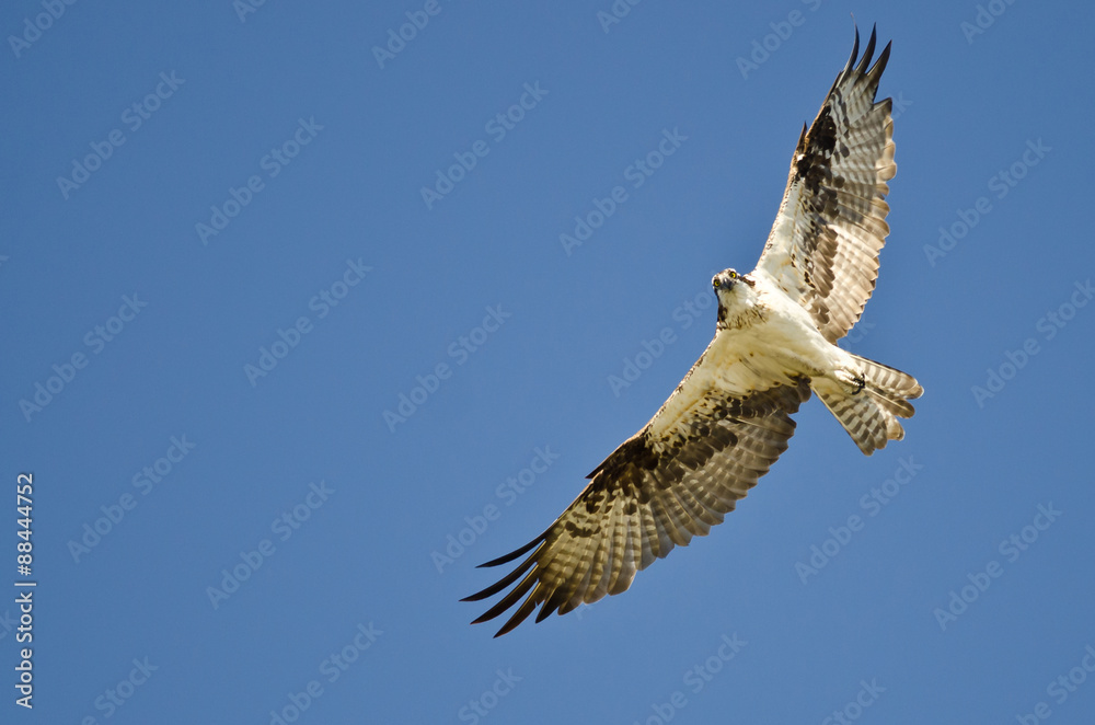 Fototapeta premium Osprey Flying In A Blue Sky