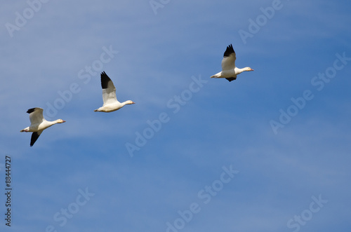 Three Snow Geese Flying in a Blue Sky © rck