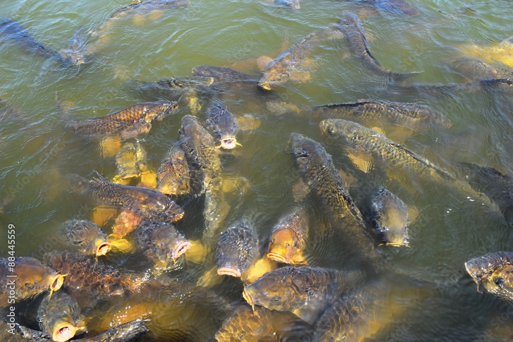 池で泳ぐ鯉／山形県庄内地方にある公園の池で泳ぐ鯉を撮影した写真です。
