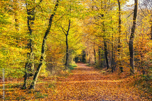 Autumn forest © sborisov