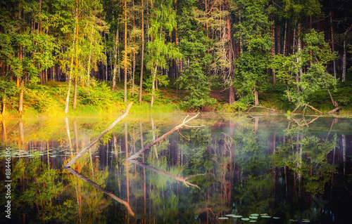 Fotoroleta woda drzewa dziki natura