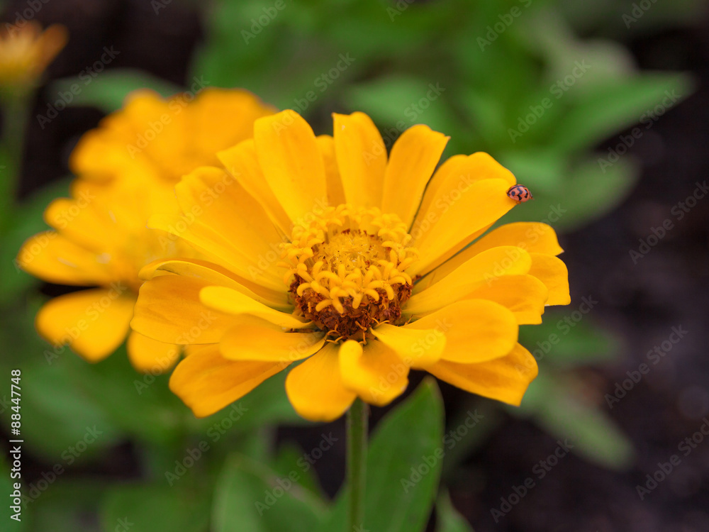 zinnia zinnia