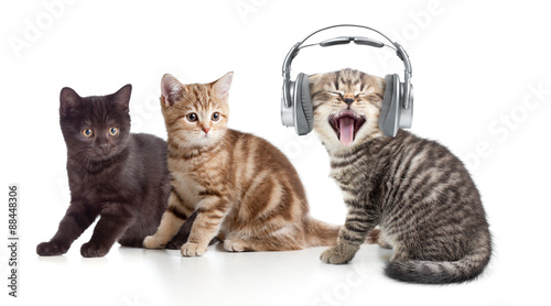Two kittens and little cat listening to music in headphones  © Andrey Kuzmin