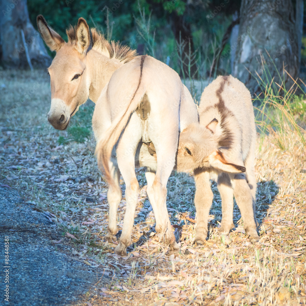 Fototapeta premium nursing donkey sunset