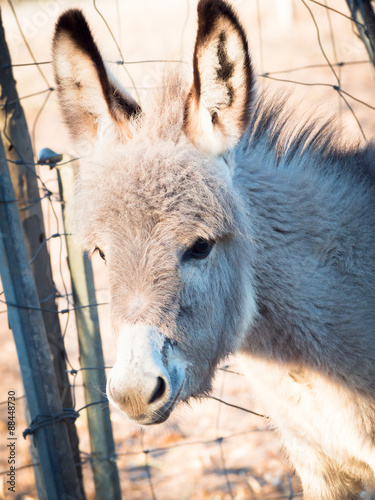 Canvas Print little donkey headstrong