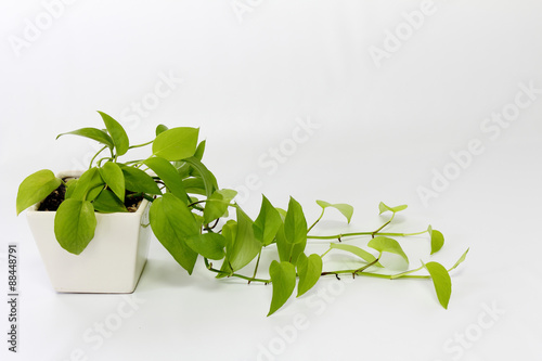 ポトスの白い鉢植え