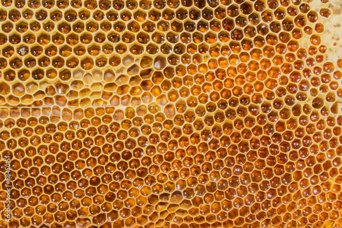 Honeycombs filled with honey closeup