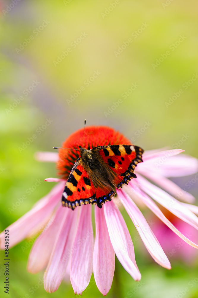 Colorful butterfly on flower purple coneflower (Echinacea) Colorful butterfly on flower purple coneflower (Echinacea)
