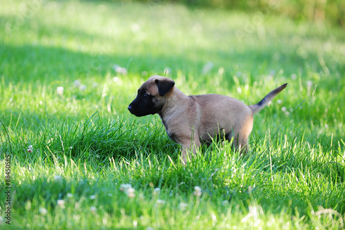 young puppies