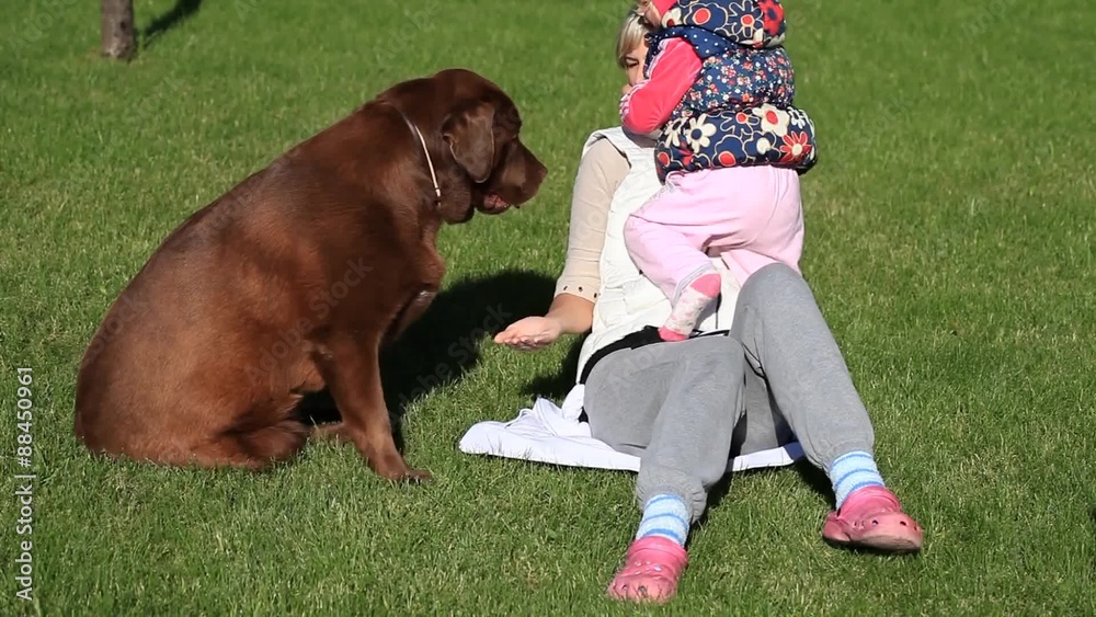 Little girl and her mom playing with a Brown Labrador retriever in spring Little girl and her mom playing with a Brown Labrador retriever in spring