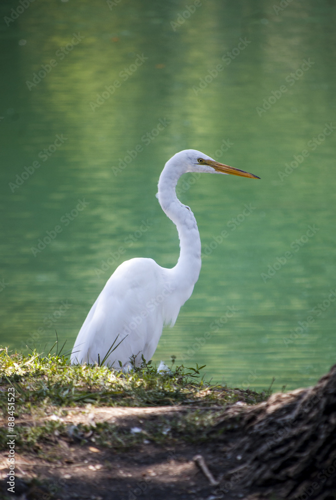 Obraz premium My toddler and I went to a park yesterday and we found a pretty white crane walked around there. Crane is a large bird and has long legs.
