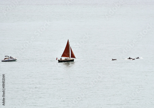 Dolphins swimming near Studland, Dorset