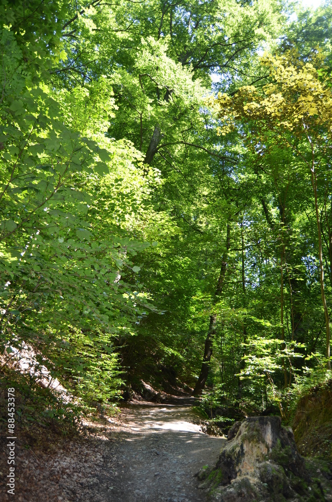 Obraz premium Waldweg