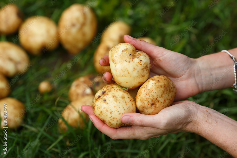 Potato harvesting