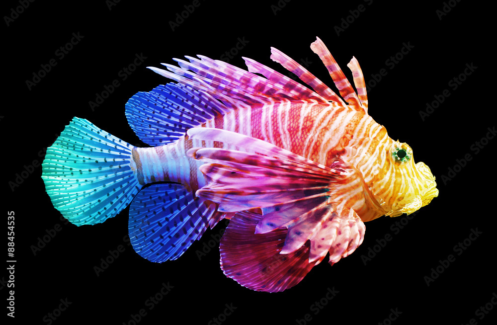 Fototapeta premium Pterois volitans, Lionfish - Odizolowywający na czerni