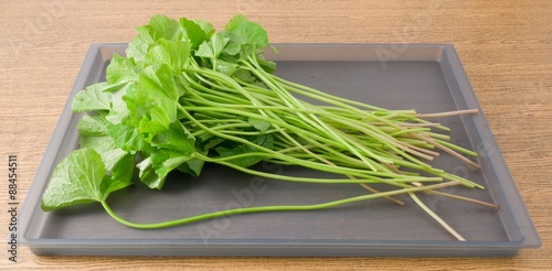 Fresh Centella Asiatica Plant on A Tray photo