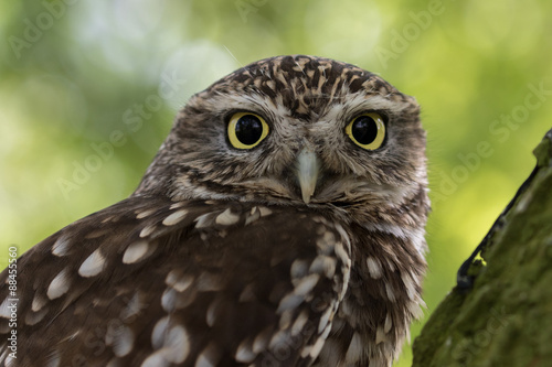 Little owl headshot with green background.