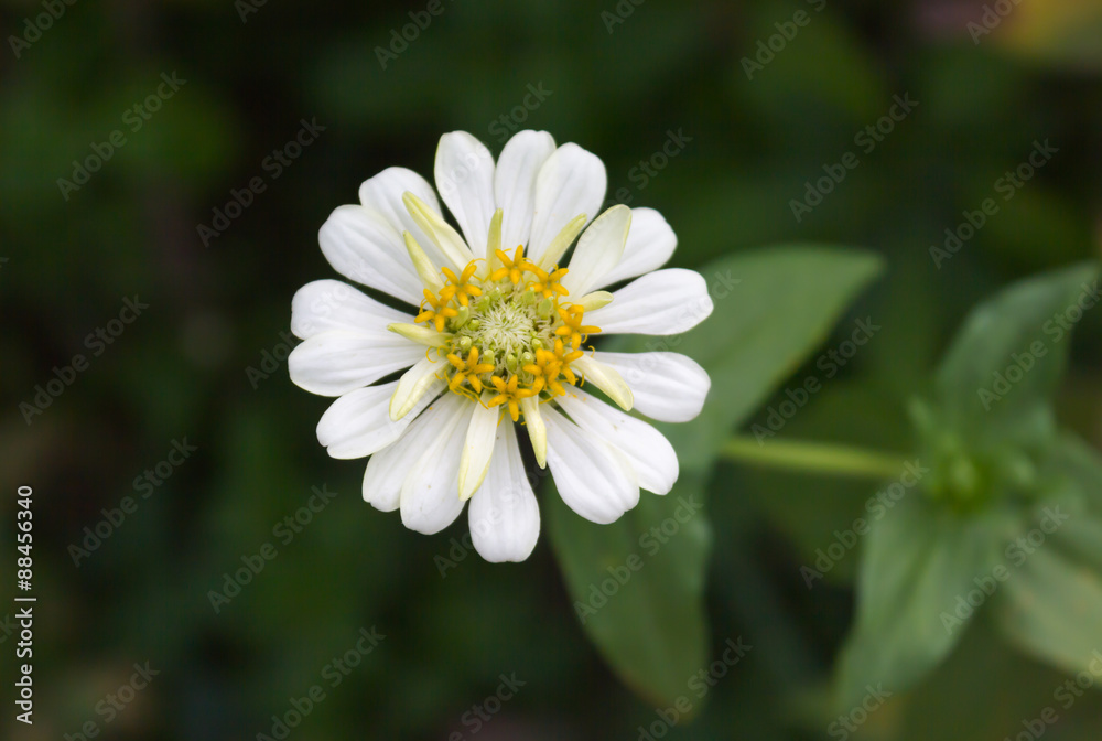 lovely white flower zinnia on nature background lovely white flower zinnia on nature background