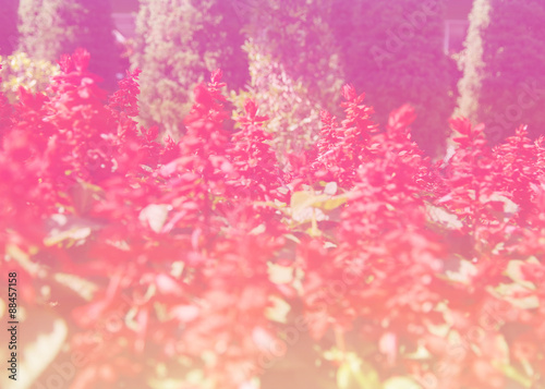 Flower in soft focus