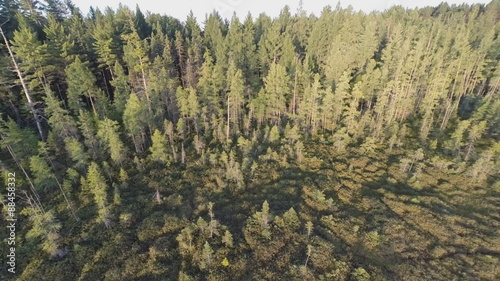 Aerial video of a coniferous bog wetland in the warm early morning light. photo