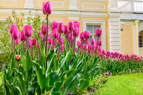Fototapeta Naklejka Na Ścianę i Meble -  Tulips in the courtyard of the Grand (Menshikov) palace in the suburbs of St. Petersburg-Oranienbaum (Lomonosov), Russia.