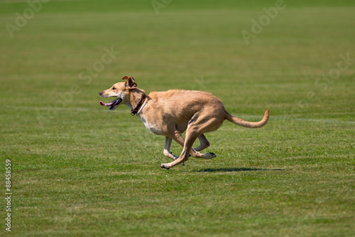 Running dog photo