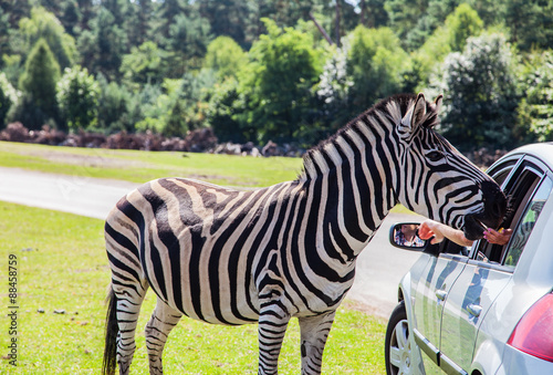 Zahmes Zebra an einem Auto photo