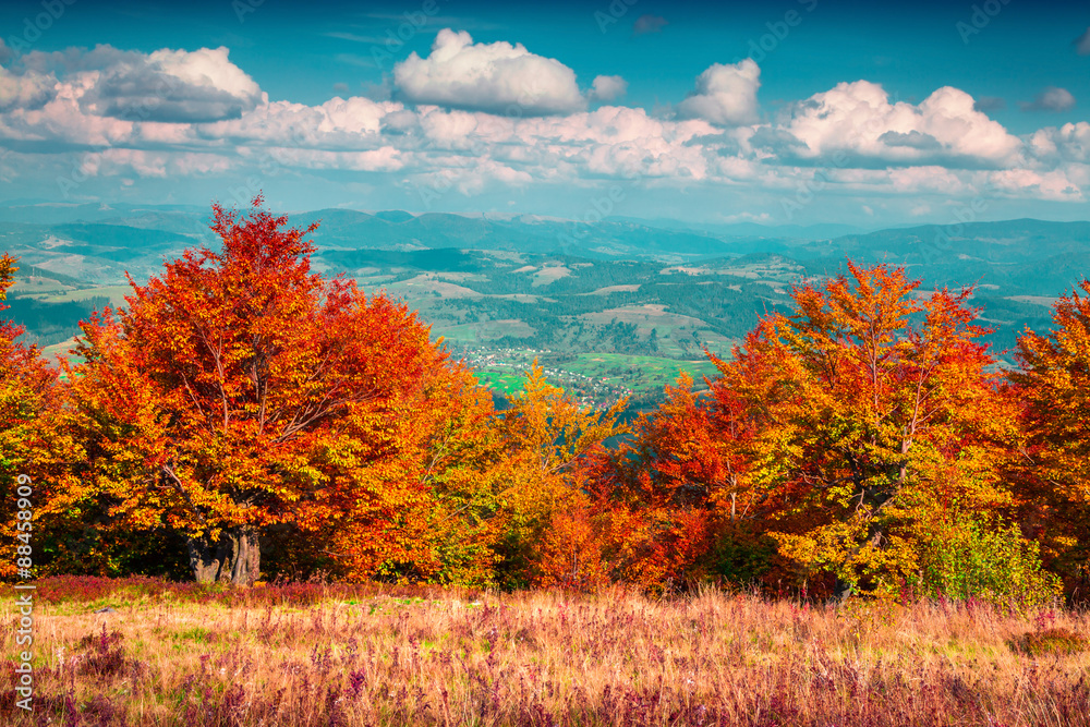 Colorful autumn morning in the Carpathian mountains