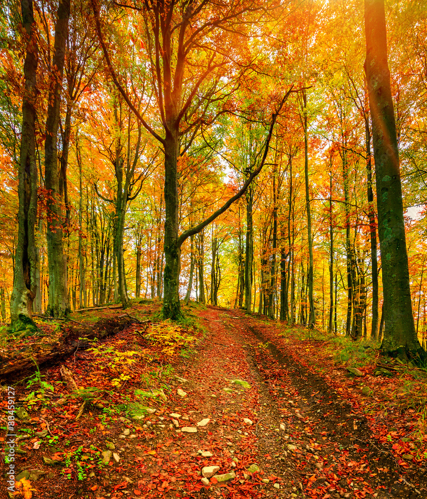 Colorful autumn morning in the mountain forest.