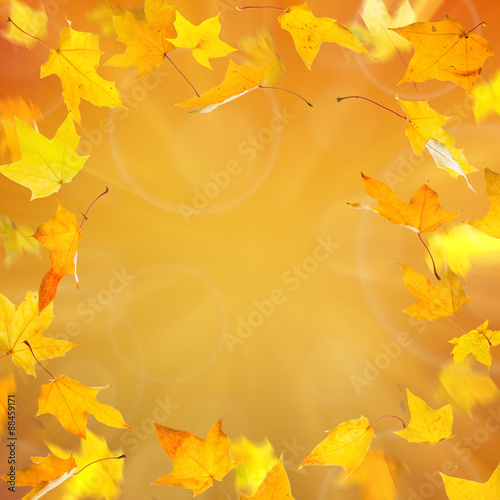 Frame from yellow falling autumn maple leaves on natural background.