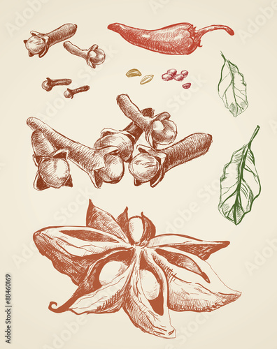 Sketches seasonings. Set of anise, chili, laurel, cloves. Red & green sketch on white background.