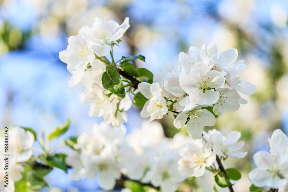 spring tree