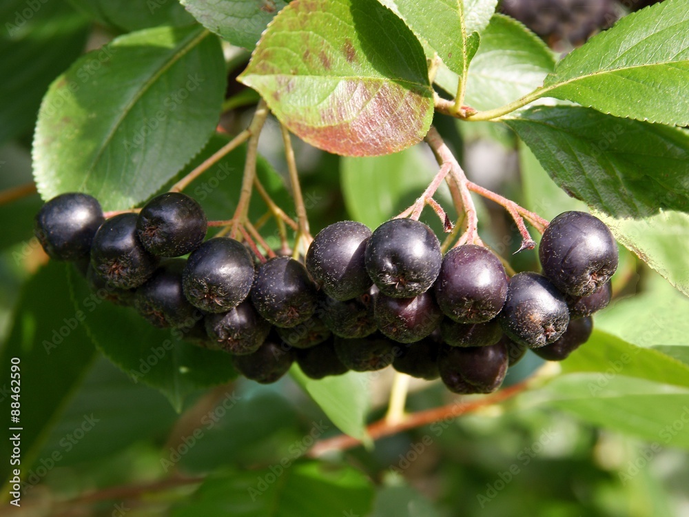 tasty and wholesome fruits of aronia