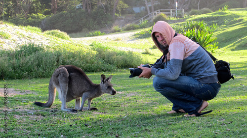 Kangaroo, Australia photo
