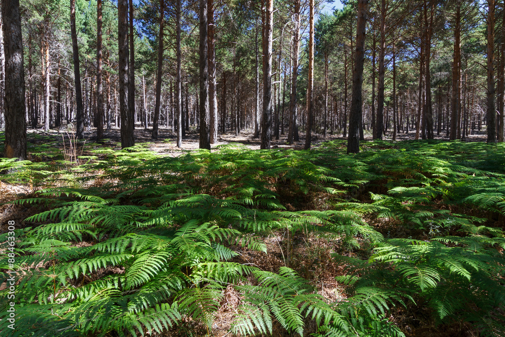 Bosque de pinos y helechos. La Cabrera, León.
Bosque de pinos y helechos. La Cabrera, León.