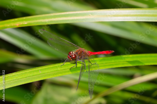 Insect macro dragonfly perched on a green leaf