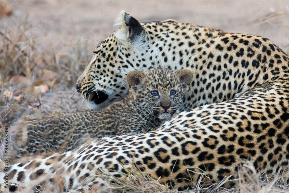 Naklejka premium Leopard mother cares for her cub in gathering darkness