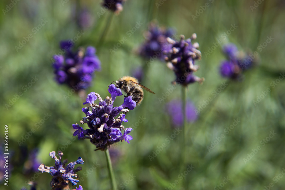 Photograph of a bumblebee pollinating a flower. Photograph of a bumblebee pollinating a flower.