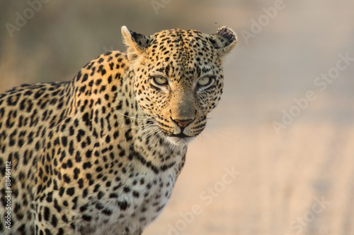 Leopard female close-up looking for danger in soft light