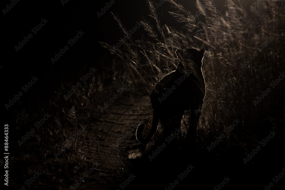 Obraz premium Niebezpieczny lampart spaceruje w ciemności, by polować na artystyczny oszust
