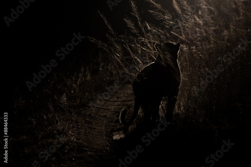 Dangerous leopard walk in darkness to hunt for prey artistic con