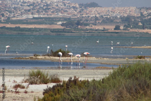 Flamencos en busca de alimento en Torrevieja © Bentor