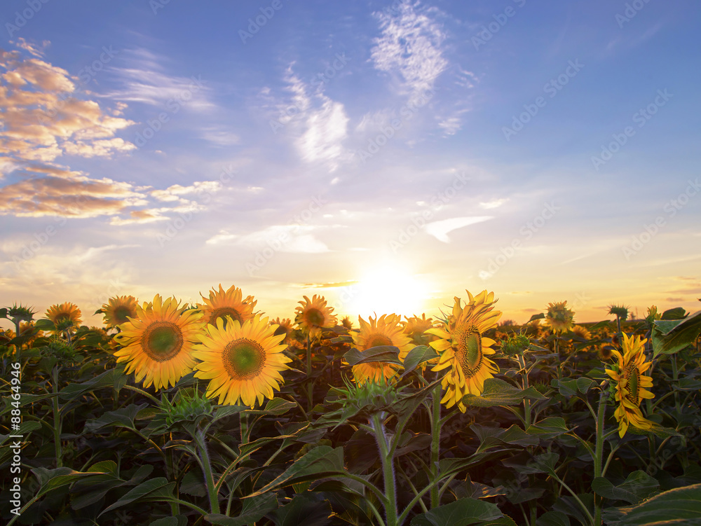 Obraz premium Sunset over the field of sunflowers against a cloudy sky.