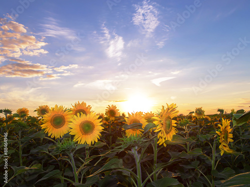 Fototapeta Naklejka Na Ścianę i Meble -  Sunset over the field of sunflowers against a cloudy sky.