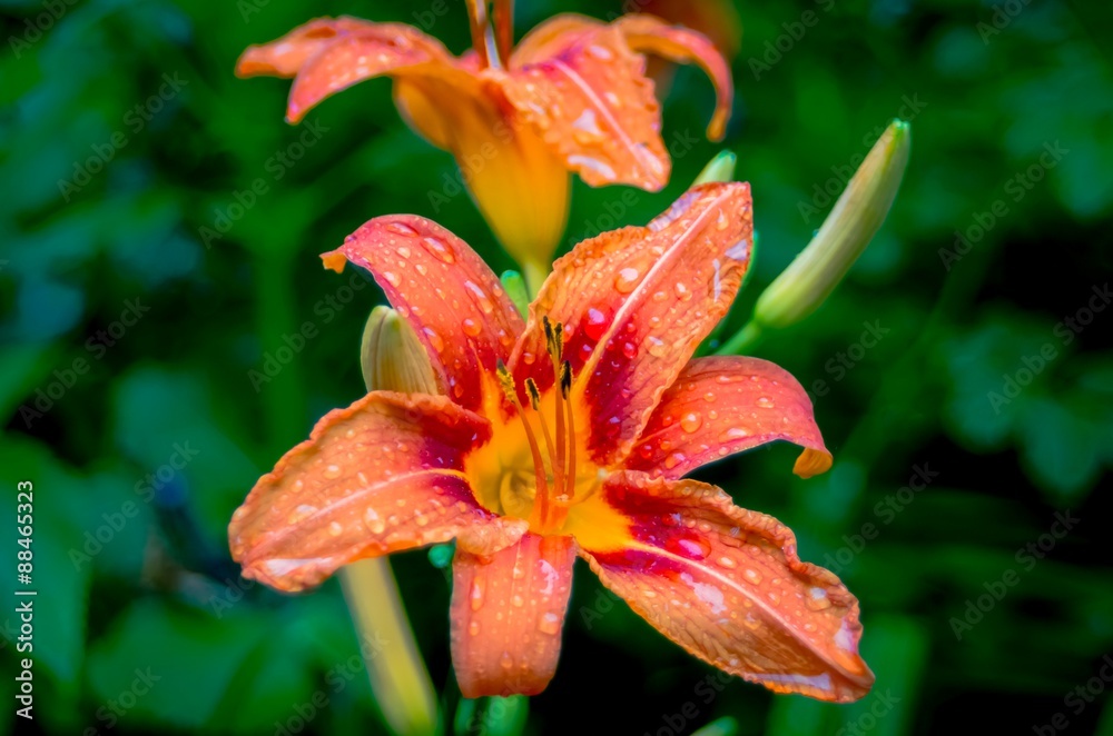 Tiger lilies in  garden several species of orange