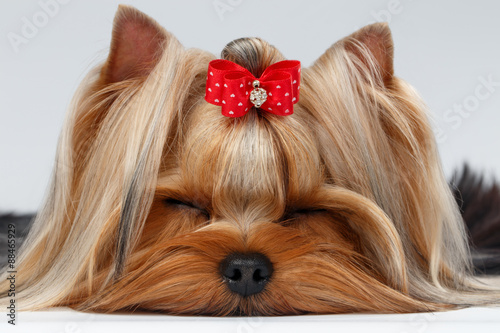 Closeup Yorkshire Terrier Dog with closed eyes Lying on White