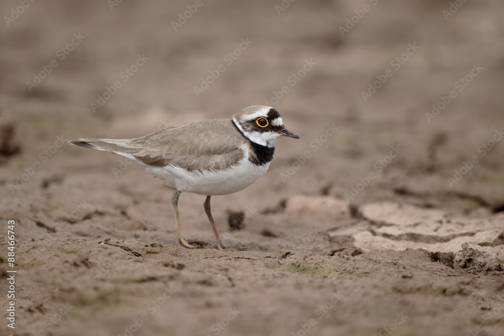 Fototapeta premium Little-ringed plover, Charadrius dubius