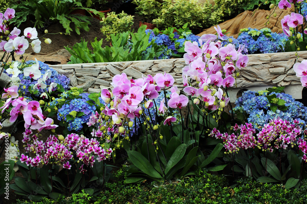 flowers in the garden flowers in the garden